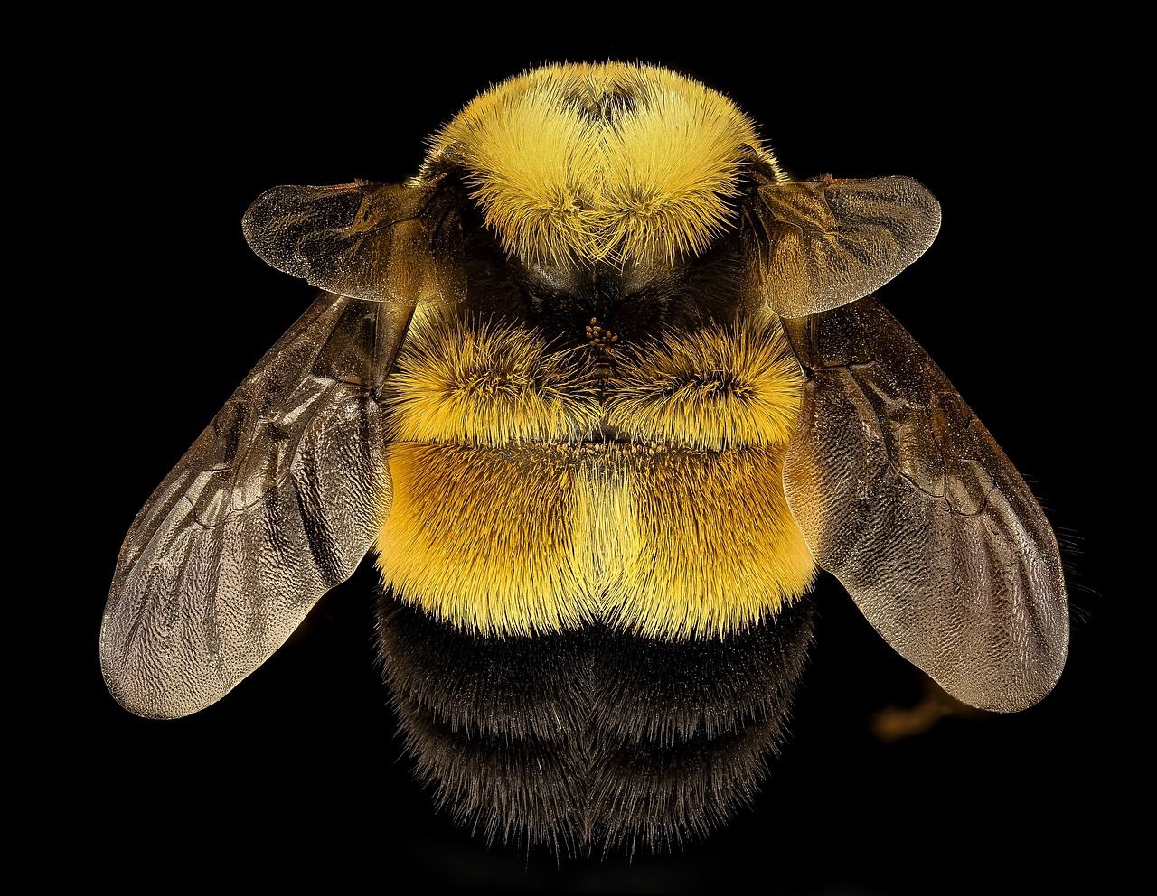 Rusty Patched Bumblebee